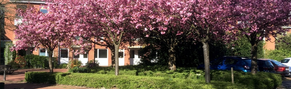 Kirschbluete_TSchwarz_klein